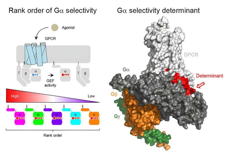 Scientists train AI to illuminate drugs' impact