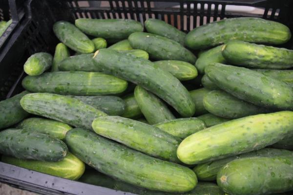 A pile of cucumbers for sale in a basket at the Hidden Acres booth during Back to School Night at the Perry Farmers Market.